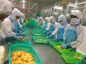 Trozos/rebanadas de mango congelado EXPAD orgánico (1000kg) para la industria de alimentos y bebidas 2 años de vida útil - Product Image 4