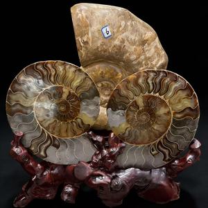 Tranche de fossile d'ammonite naturelle avec support, géode druzy, coquille d'escargot, ornement de bureau, spécimen de cristal de guérison pour la décoration de bureau et de la maison - Product Image 3