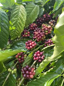 Granos de Café Verde Arábica, Proceso Red Honey, Calidad Premium, Origen Único Vietnamita, Trazabilidad desde la Granja - Product Image 3