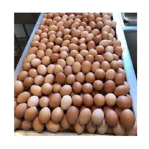 100% Produit naturel Oeufs de table de poulet frais de ferme de dinde/Œufs de poulet en coquille brune et blanche - Product Image 6