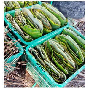 ใบตองใบกล้วยสีเขียวแบบพรีเมี่ยมสำหรับห่อเค้กอาหารตกแต่งบรรจุภัณฑ์รักษ์โลกและสไตล์การทำอาหารเอเชีย - Product Image 4