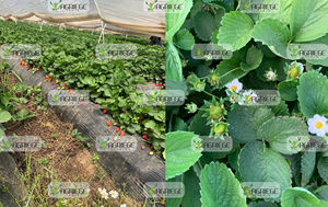 Phân bón axit humic Baretta bán buôn, chất khoáng hữu cơ lỏng, tăng năng suất, chất kích thích sinh trưởng cây trồng nông nghiệp AGRIEGE B2B - Product Image 6