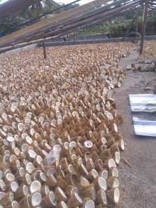 Premium Indonesian Edible White Copra Grade A High Oil Content Dried <b>Coconut</b> <b>Cup</b> Wholesale - Product Image 6