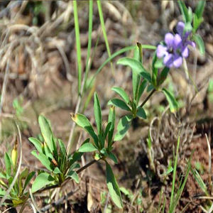 สารสกัดสมุนไพรไดชอริสต์ เปอร์โรตตี รีซินป่าจากส่วนบนใบไม้ - Product Image 2