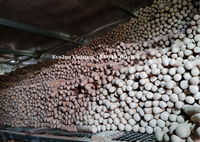 L'usine fournit directement du bois de java en bois de caféier fort naturel/bâton dentaire pour chien/bâton à mâcher en bois de café véritable fabriqué au Vietnam