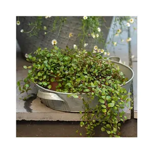 Plateau de jardinière en métal galvanisé de haute qualité pour la décoration et la plantation de jardin à la maison dans le salon et la chambre - Product Image 3