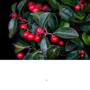 Huile essentielle de Wintergreen en vrac de haute qualité extrait de plantes indiennes pures cultivées sauvages emballées dans des bouteilles bidons de tambours - Product Image 3