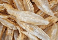 VDELTA Vietnam Golden Fish Maw |   Récolte marine de qualité supérieure |   Offre en gros