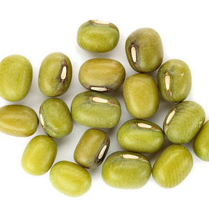 pearl millet for animal feed