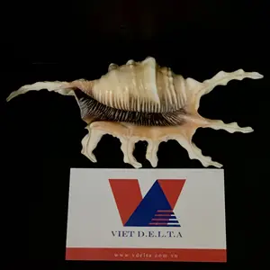 Scorpion conch shells are best quality in Vietnam