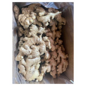 <b>Fresh</b> handpicked <b>ginger</b> with vibrant appearance sharp fragrance clean surface and firm flesh excellent choice for soups - Product Image 2
