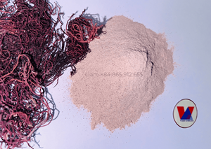 Best Selling Sea Moss Powder Vietnamese Dried <b>Seaweed</b> Powder 100% Natural Wildcrafted in Bag Packaging Wholesale / Mr Liam - Product Image 5