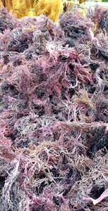 มอสทะเลออแกนิคแบบแห้งคุณภาพสูงมอสทะเลสีม่วง99โกลด์แบรนด์เวียดนามอายุการเก็บรักษา24เดือน - Product Image 5