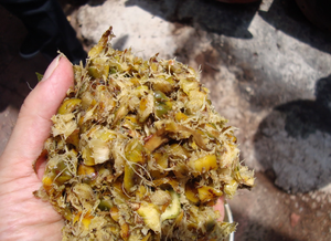 Venta Caliente de Alimento para Animales, Cáscara de Piña Seca - Product Image 4