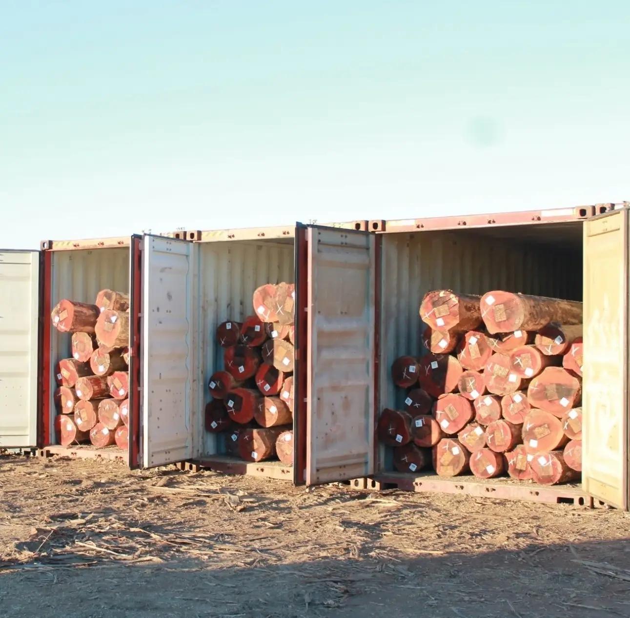 Tronchi rotondi/legname di legno duro di quercia ad alte prestazioni dal fornitore del belgio