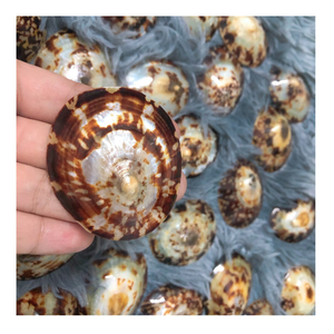 Petites coquilles à patelle pour ornements délicats, petits trésors pour des décorations complexes et élégantes Alway 100% naturel du Vietnam - Product Image 3