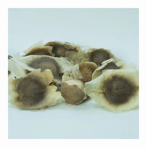 สารสกัดจากเมล็ดมะรุมธรรมชาติบริสุทธิ์ผลิตภัณฑ์ทางการเกษตร - Product Image 5