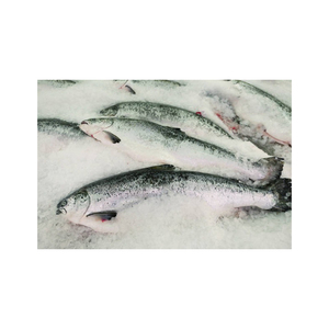 Pescado de salmón congelado entero/filete de salmón/cabeza de salmón a la venta - Product Image 2