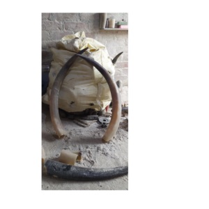 Corne de paire de buffle personnalisée avec crochet mural pour vaisselle de table artisanale naturelle d'excellente qualité Corne de paire de buffles 100% - Product Image 1