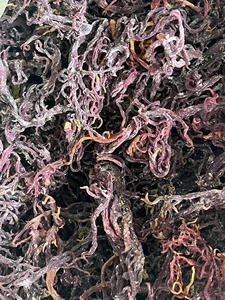SEAMOSS EXPORTACIÓN DESDE VIET NAM ALTA CALIDAD CON 100% NATURAL - Product Image 4