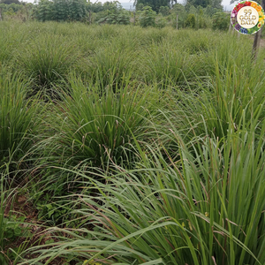 Fresh Vietnam Herb Lemongrass A Reliable Material For Food Applications And Everyday Cooking Ingredient Preparation - Product Image 5