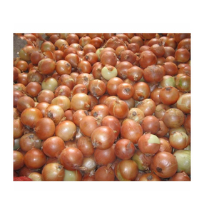 Cebolla fresca de nueva cosecha, fábrica de cebolla amarilla fresca de alta calidad, cebollas no peladas - Product Image 6