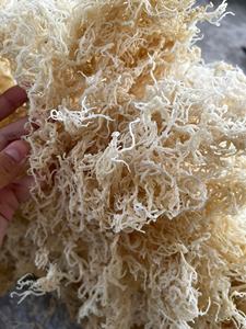 Hot Seller High Quality Cottini <b>Dried</b> Sea <b>Moss</b> Sargassum Irish Sea <b>Moss</b> Eucheuma Premium Seaweed for Export/ ANNA DO VILACONIC - Product Image 3
