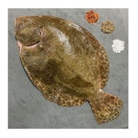Turbot entier congelé de qualité supérieure, stock frais, vente en gros, exportations