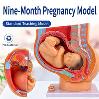 Modèle anatomique médical grandeur nature de fœtus de 9 mois, utérus pelvien féminin avec placenta de bébé amovible