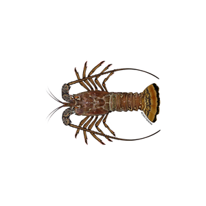 Langosta real de alta calidad para compradores internacionales de mariscos - Product Image 2