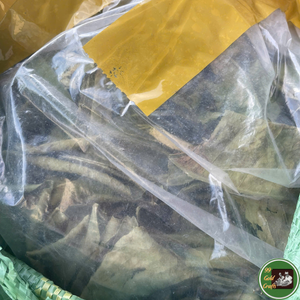 ใบมะขามป้อมอบแห้งเกรดพรีเมียม วัตถุดิบจากพืชแท้ สำหรับผสมชาและใช้เป็นเครื่องดื่ม ผลิตจากเวียดนาม - Product Image 6