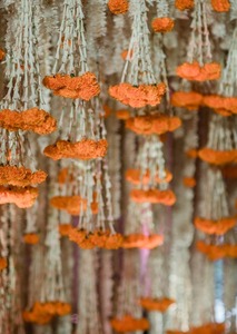 ดอกดาวเรือง tuberose ฉากหลัง haldi อุปกรณ์ตกแต่งงานแต่งงานแบบอินเดียโรแมนติกไดวาลีดอกไม้งานปาร์ตี้ตกแต่ง - Product Image 5