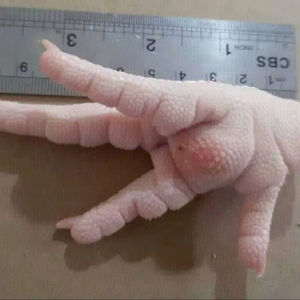 Patas de Pollo Halal Congeladas Frescas a la Venta, Precios al por Mayor, Alta Calidad - Product Image 1