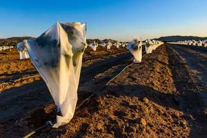 Tissu non tissé agricole extra large, taille personnalisée, haute résistance à la traction pour le jardinage et l'aménagement paysager - Product Image 4