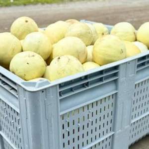 Melons de miel frais de qualité supérieure, classe I, qualité d'exportation, 12%+ de Brix élevé, chair verte sucrée, vente en gros directe - Product Image 6