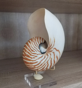 Tiger Chambered Nautilus Shell disponible para mayoristas de Arte de exhibición de embalaje de recuerdo y comerciantes en línea - Product Image 2