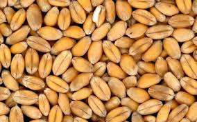 Grains de blé 100% naturels de haute qualité d'origine indienne, approvisionnement en vrac de 500 MT par mois pour l'exportation - Product Image 4