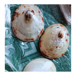 Carcasa decorativa para Lapa de 99 Gold Data Vietnam para proyectos de arte y exhibición interior con carcasas de Lapa - Product Image 1