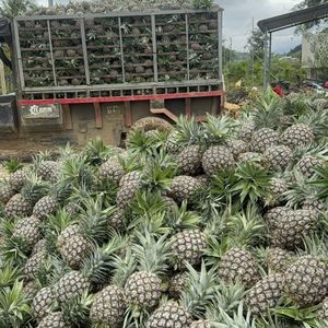 Ananas frais de qualité supérieure du Vietnam avec un Brix élevé, approvisionnement en vrac pour les importateurs - Product Image 6