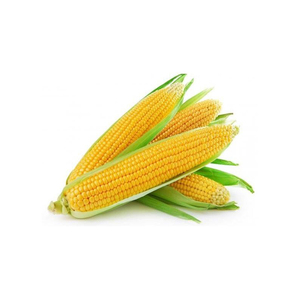 Vente en gros de maïs jaune pour l'alimentation animale maïs séché/jaune pour la consommation humaine/grains de maïs sans OGM naturel pur élevé - Product Image 3