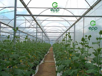 Film de serre en polypropylène PE de haute qualité, résistant aux UV, imperméable, film extensible pour l'agriculture, culture de tomates