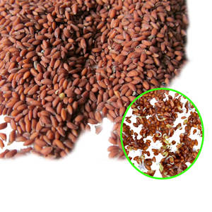 Cress | Microgreen botanique | Matériel culinaire de haute qualité - Product Image 5