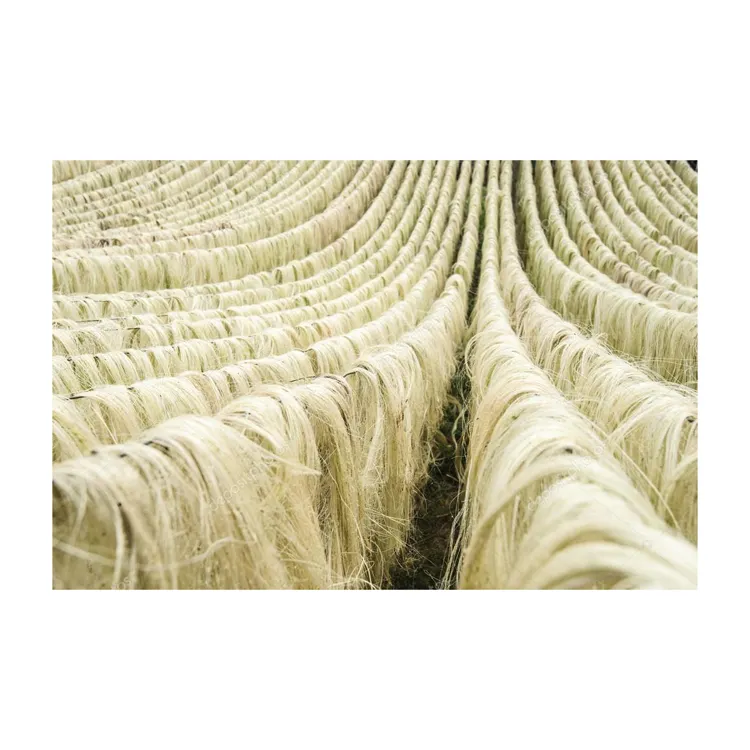 Exporters Premium Sisal Fiber (100% Natural Sisal) - Buy Sisal Fiber, Gypsum Sisal Fiber, Sisal Fiber From Tanzania Product