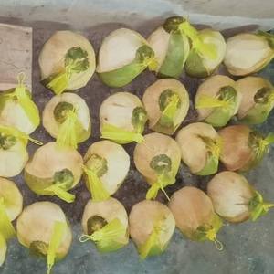 Distributeur de cire de noix de coco entier, cire de noix de coco pour esporter, fabriqué en noix de coco au Vietnam, vacances - Product Image 6