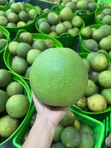 Proveedor Mayorista de Pomelo Rosa de Alta Calidad que Ofrece Fruta Cítrica Dulce y Jugosa para Mercados Internacionales - Product Image 4