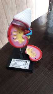 Mayalab วัสดุใยแก้วแบบจำลองไตของมนุษย์วิทยาศาสตร์การแพทย์ - Product Image 3