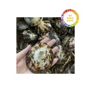 Vente en gros de coquilles de patelle pour la décoration d'aquarium Idées d'artisanat artistique avec une qualité supérieure et un approvisionnement à prix compétitif - Product Image 2