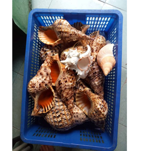 Conchas de trompeta de origen vietnamita para uso en acuarios, decoración de resorts, tiendas de regalos y planificación creativa de eventos costeros - Product Image 3