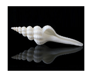 เปลือกหอยเวียดนามฟูซินัสโคลัสสำหรับงานฝีมือจากเปลือกหอย ขัดเงาทั้งด้านนอกและด้านใน - Product Image 1