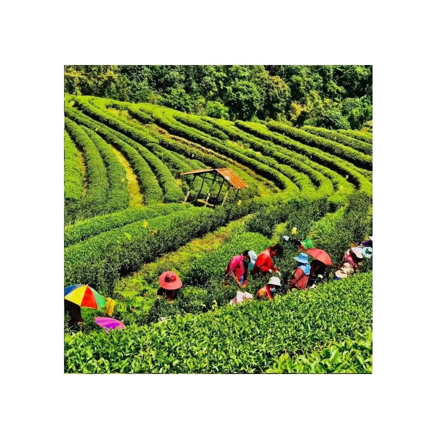 Green Aromatic Tea Herbal High Premium Quality Organic Thai Green Tea 100% Natural Picked from Thailand Farms